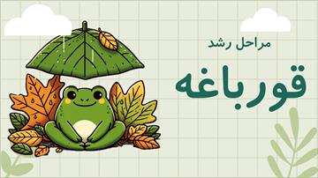 دانلود طرح جابر ابن حیان در  مورد مراحل رشد قورباغه