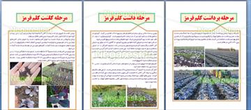 دانلود طرح جابربن حیان درباره کلم قرمز