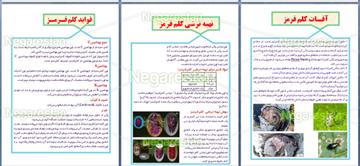 طرح جابربن حیان کلم قرمز